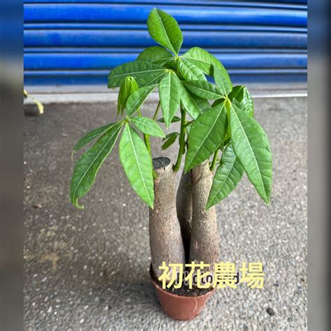 招財樹種類|發財樹有哪些？花月、馬拉巴栗都上榜，5大訣竅好照。